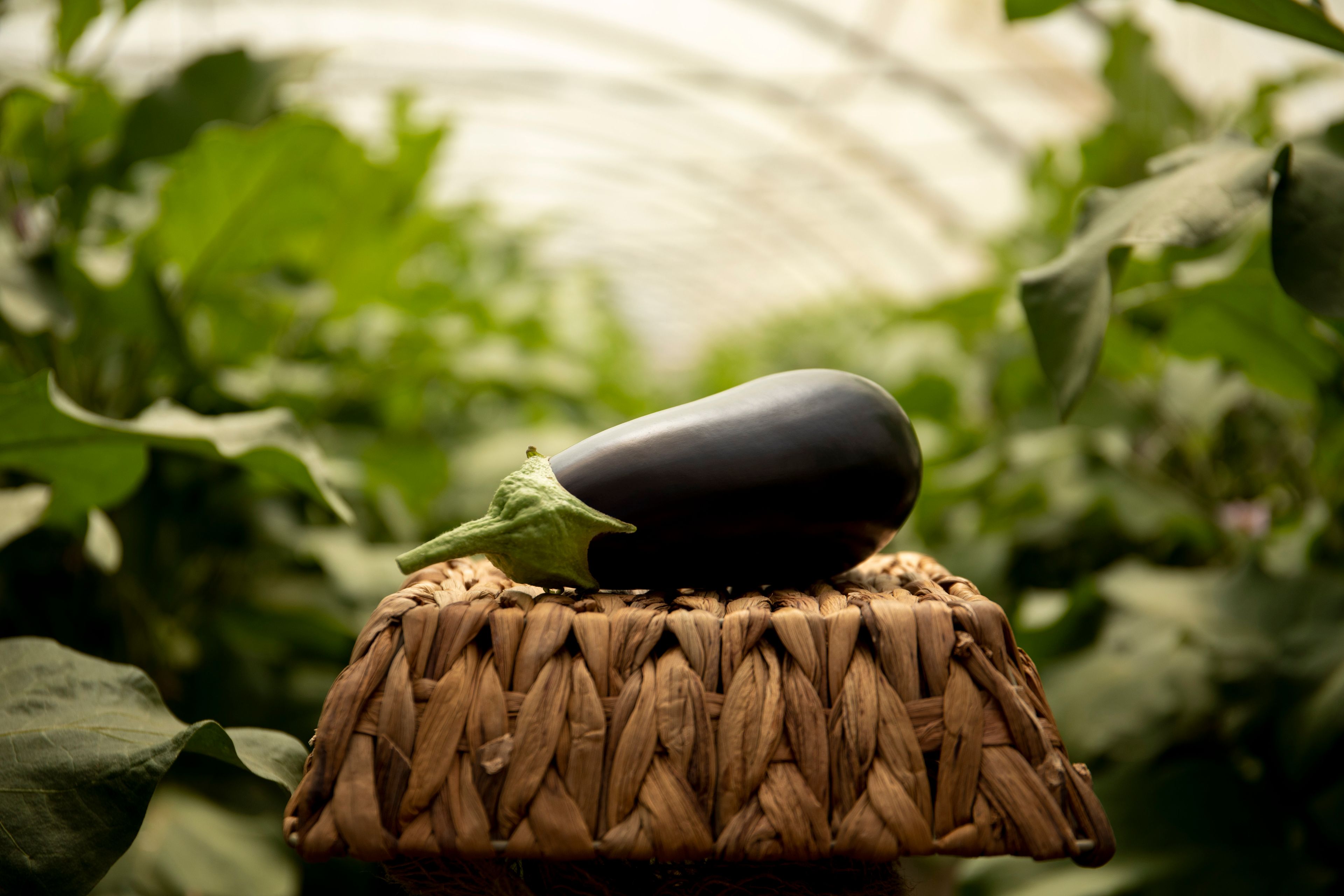 Aubergine Bakker Brothers