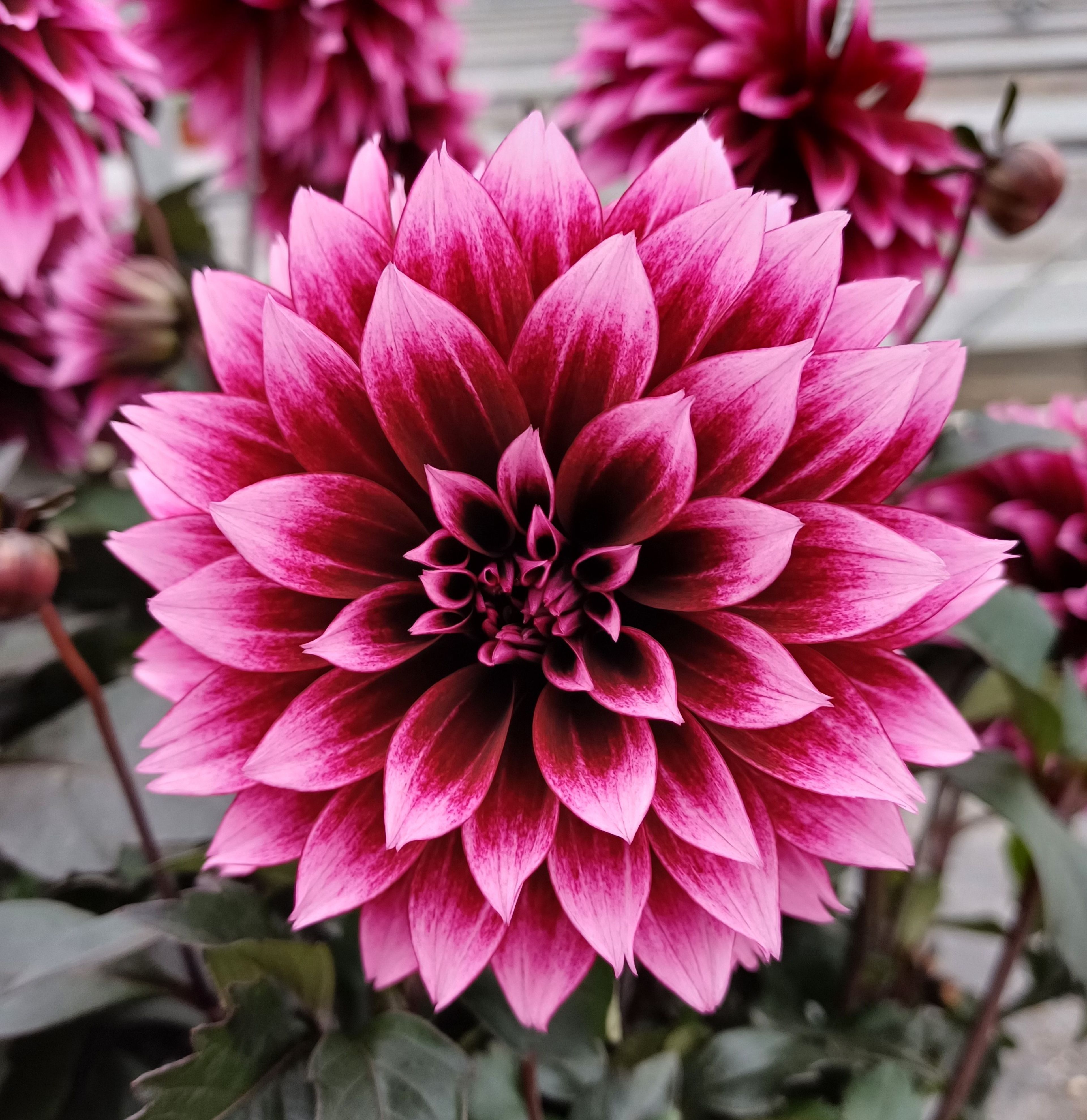 Dahlia PanAmerican Seed
