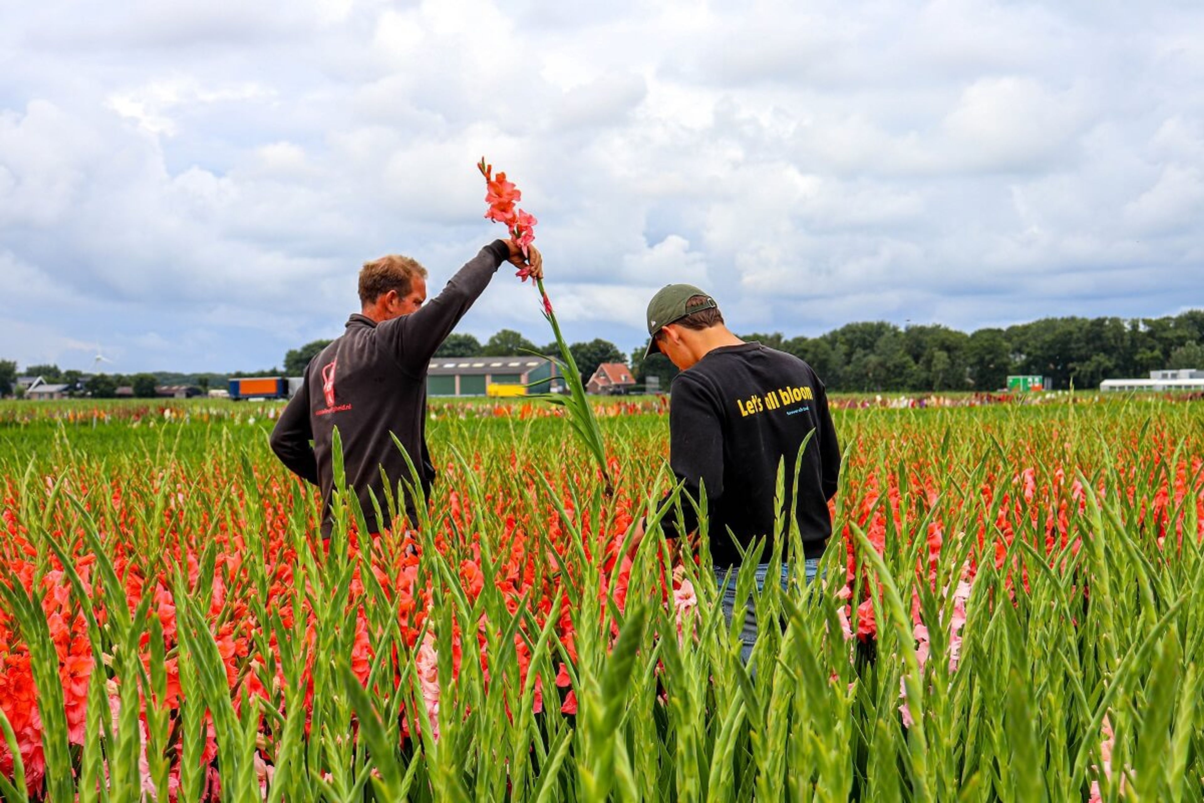 Forever Bulbs 150 rassen