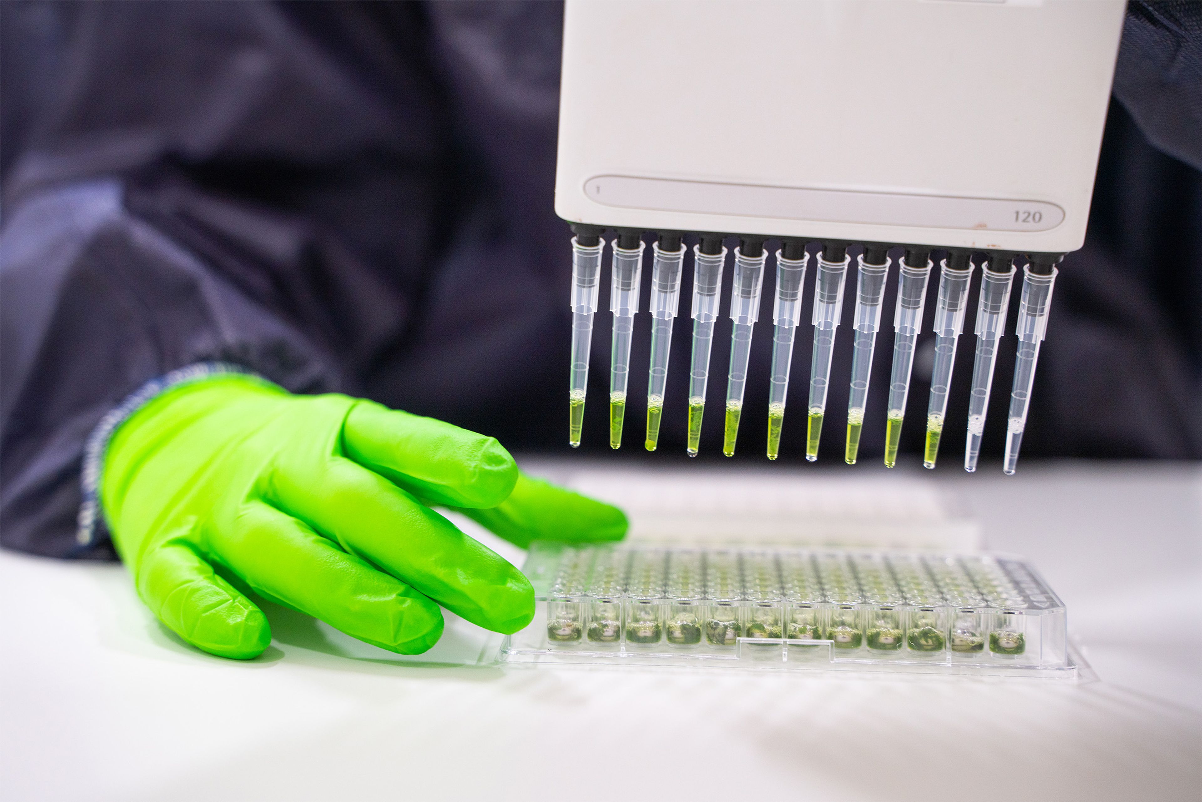 lab