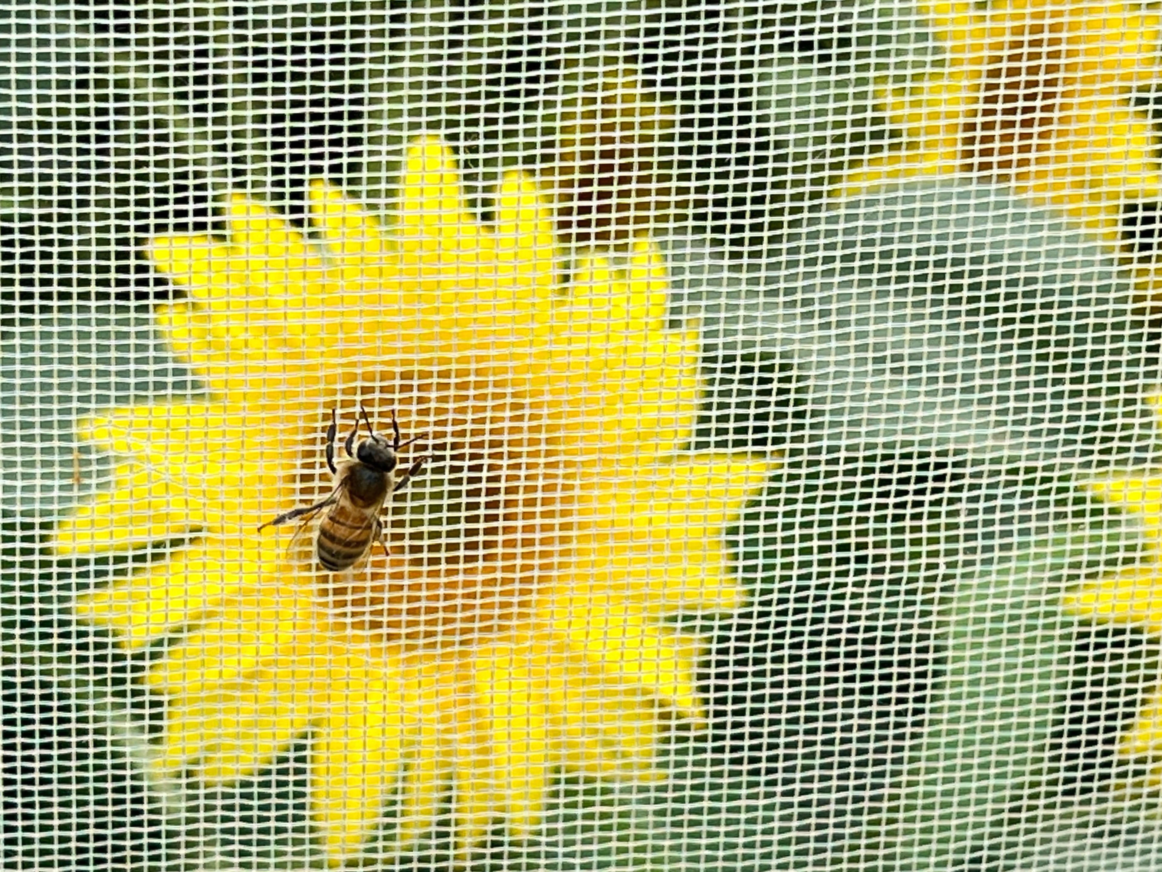Panamerican zonnebloem
