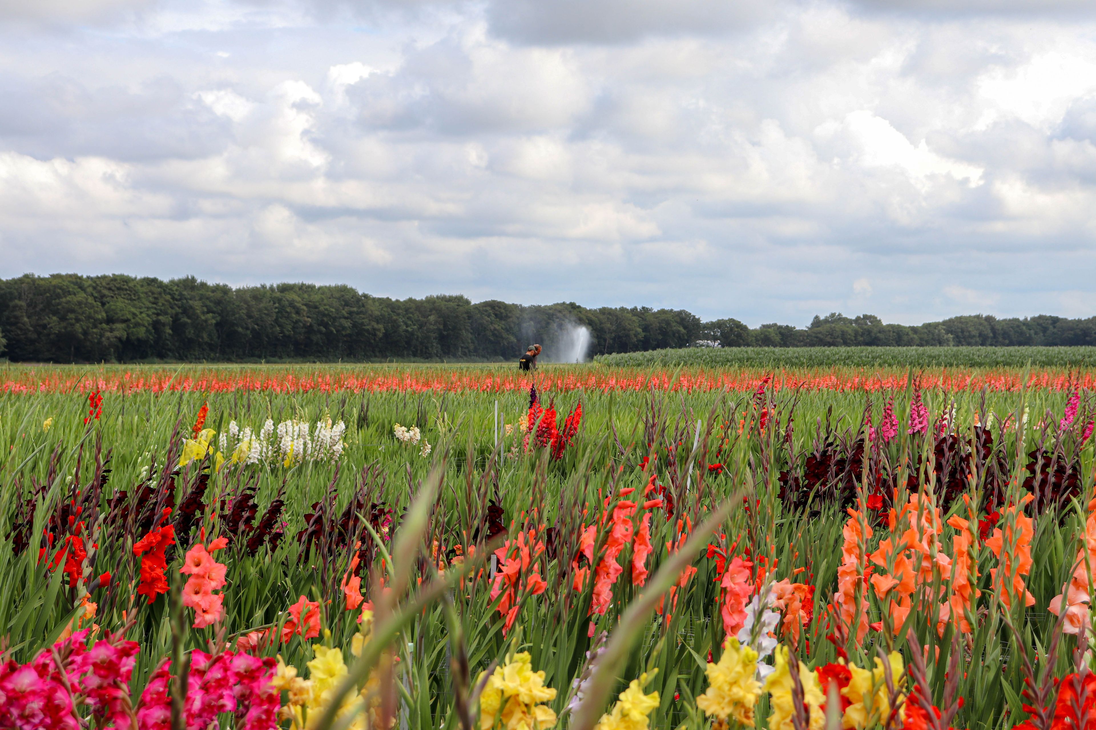 Special Trait Forever Bulbs 2