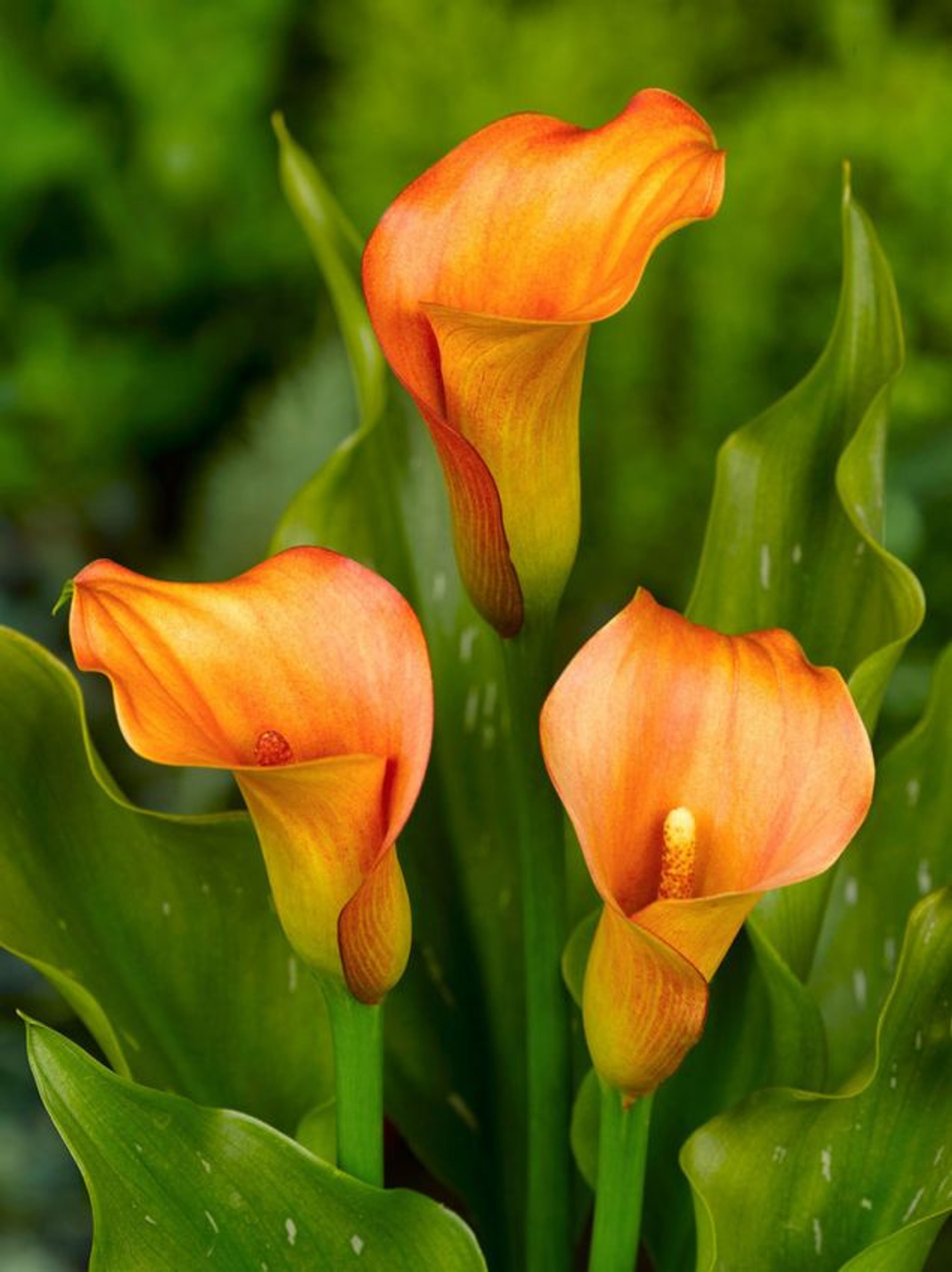 Zantedeschia_Orange_Beauty