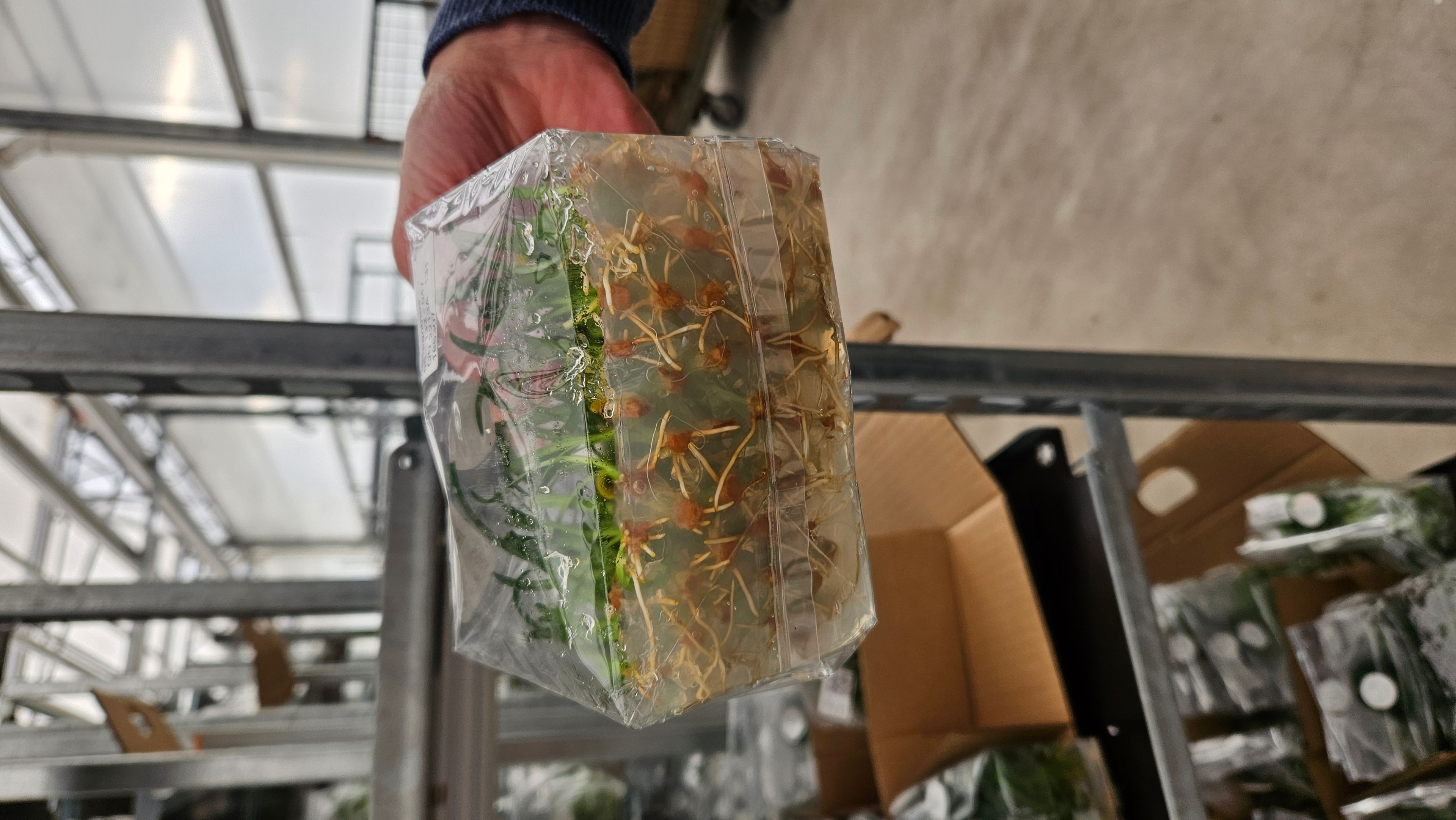 Allplant specialist in weefselkweek