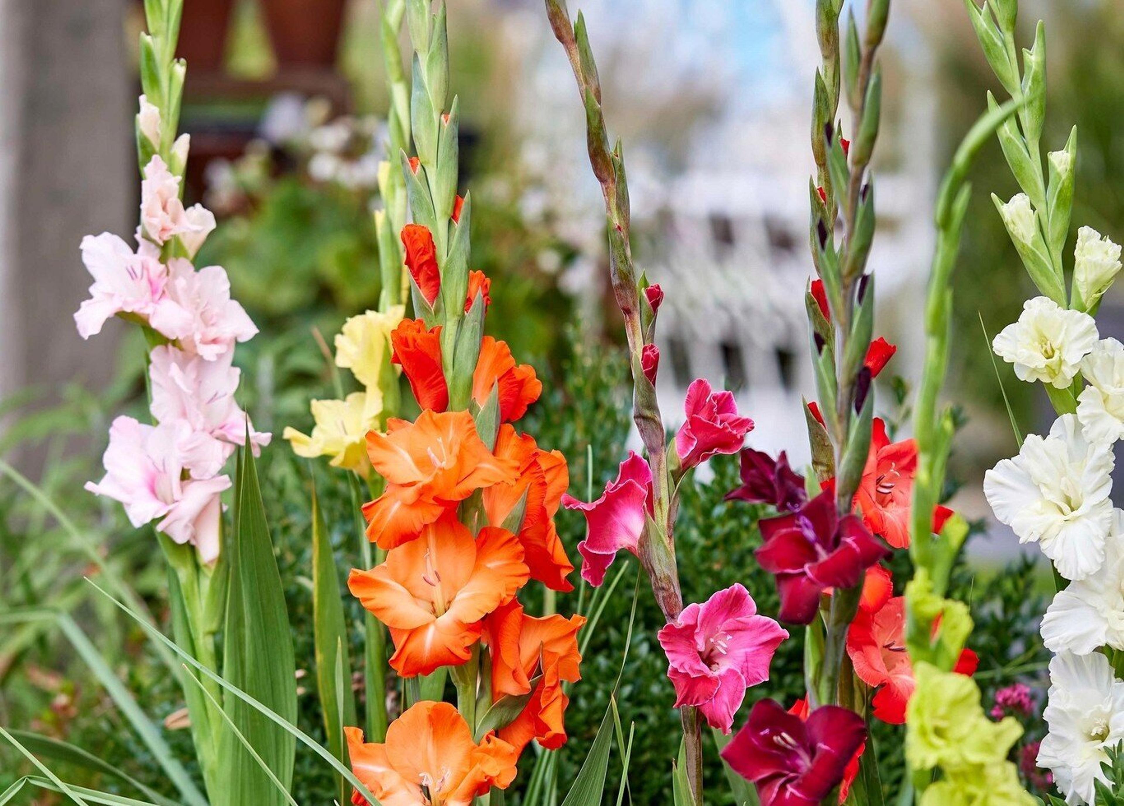 Forever bulbs flowers