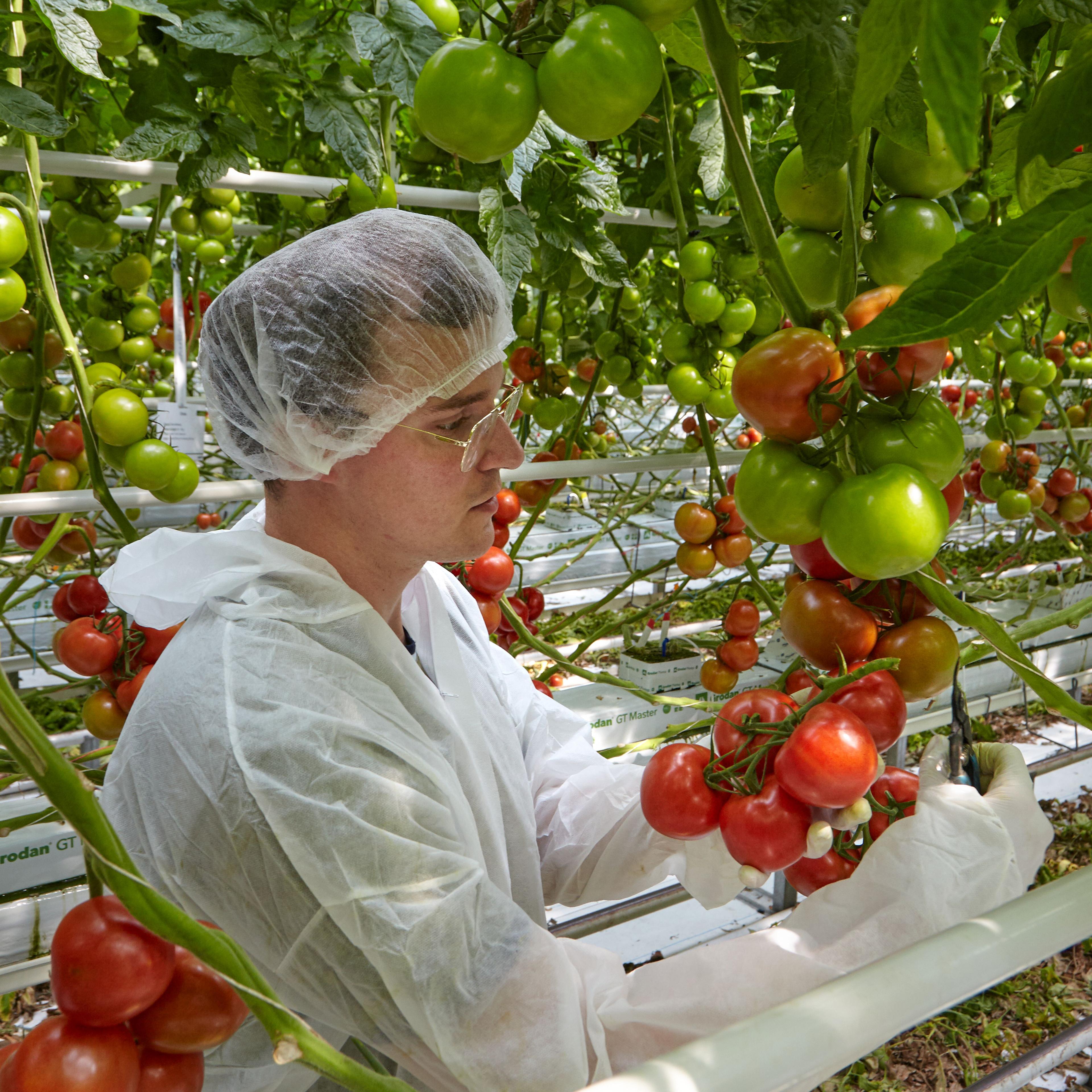 Header 1 Tomato vision Syngenta