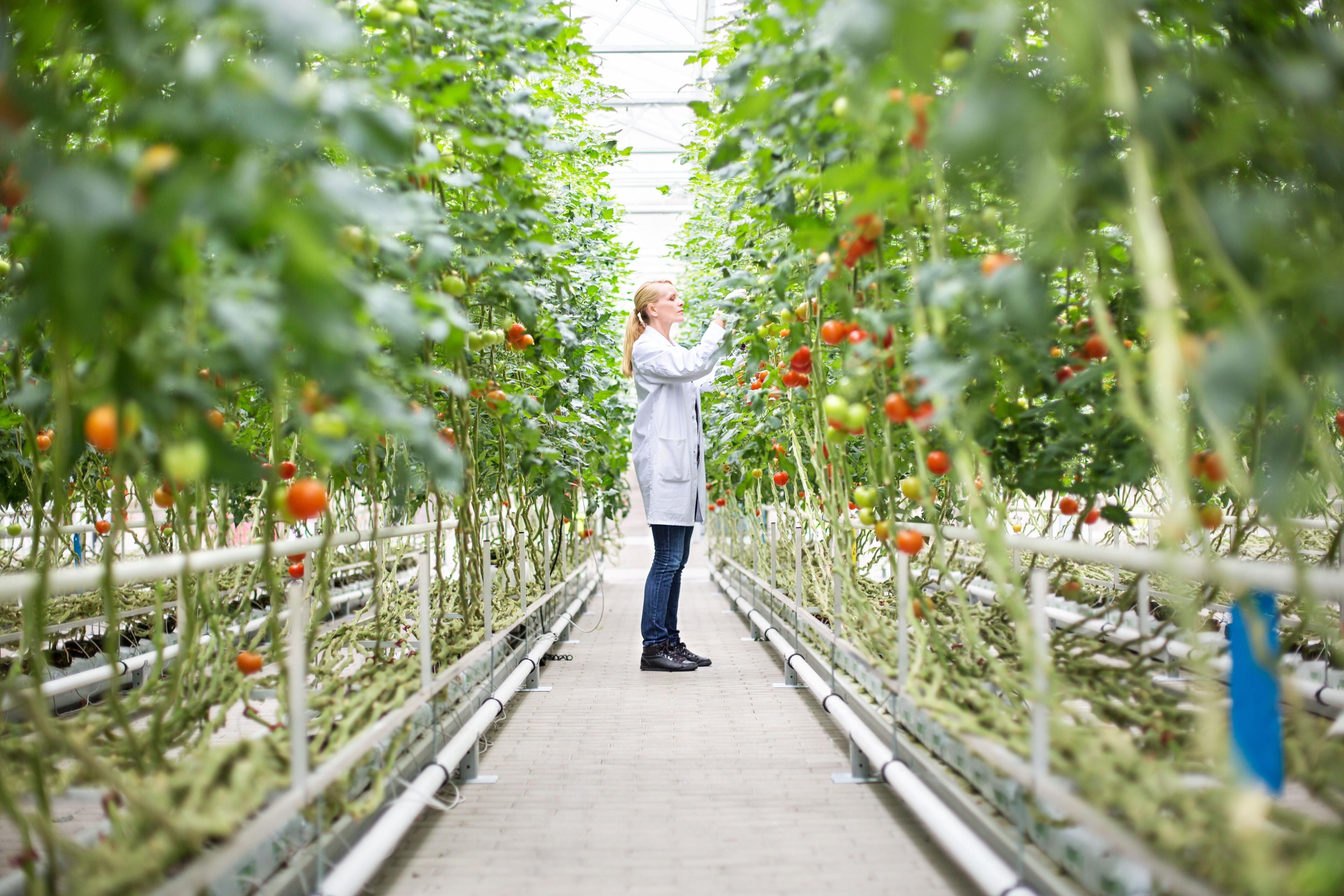 Header links Syngenta