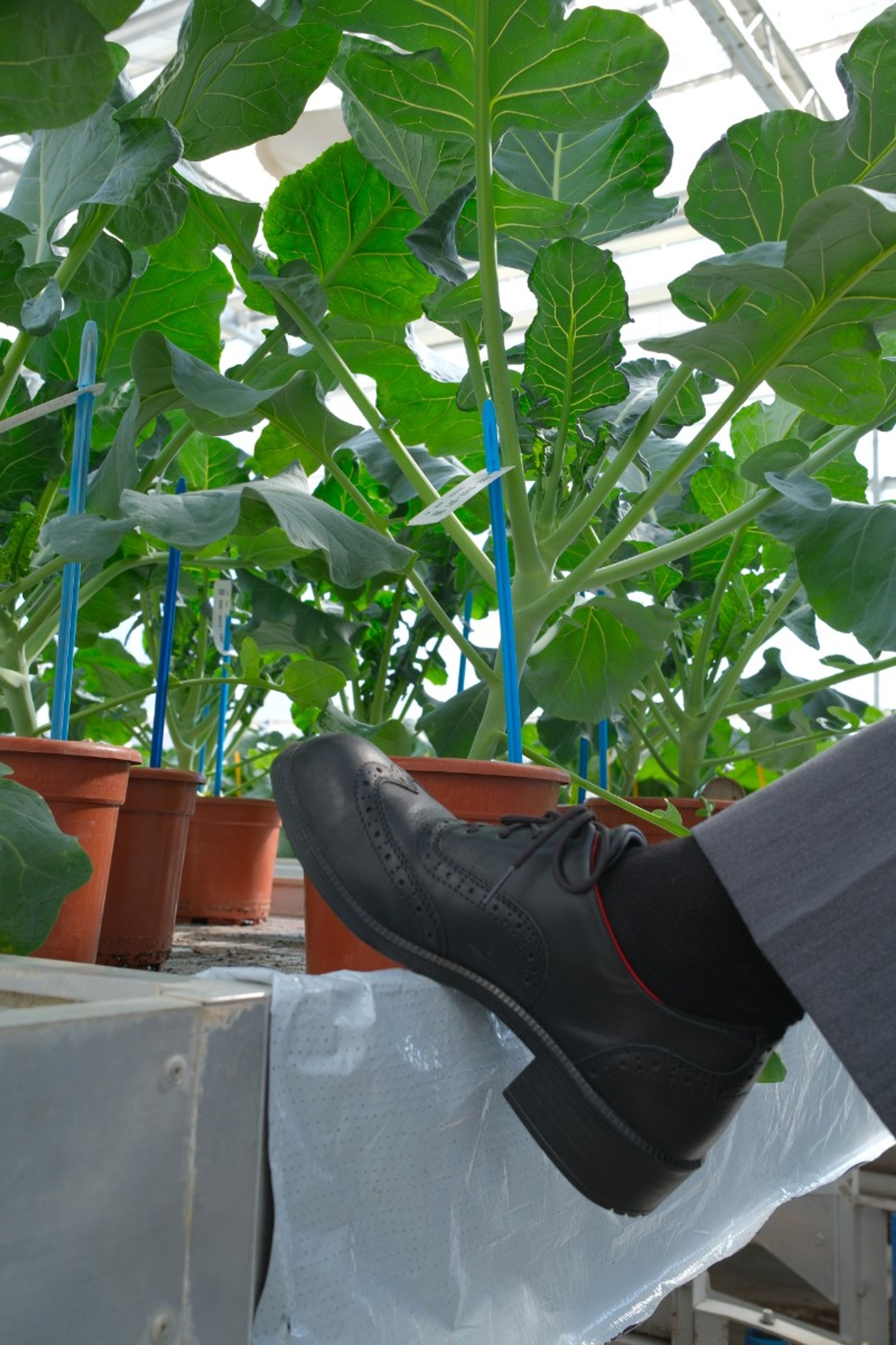 Juste Verschuren Syngenta -2