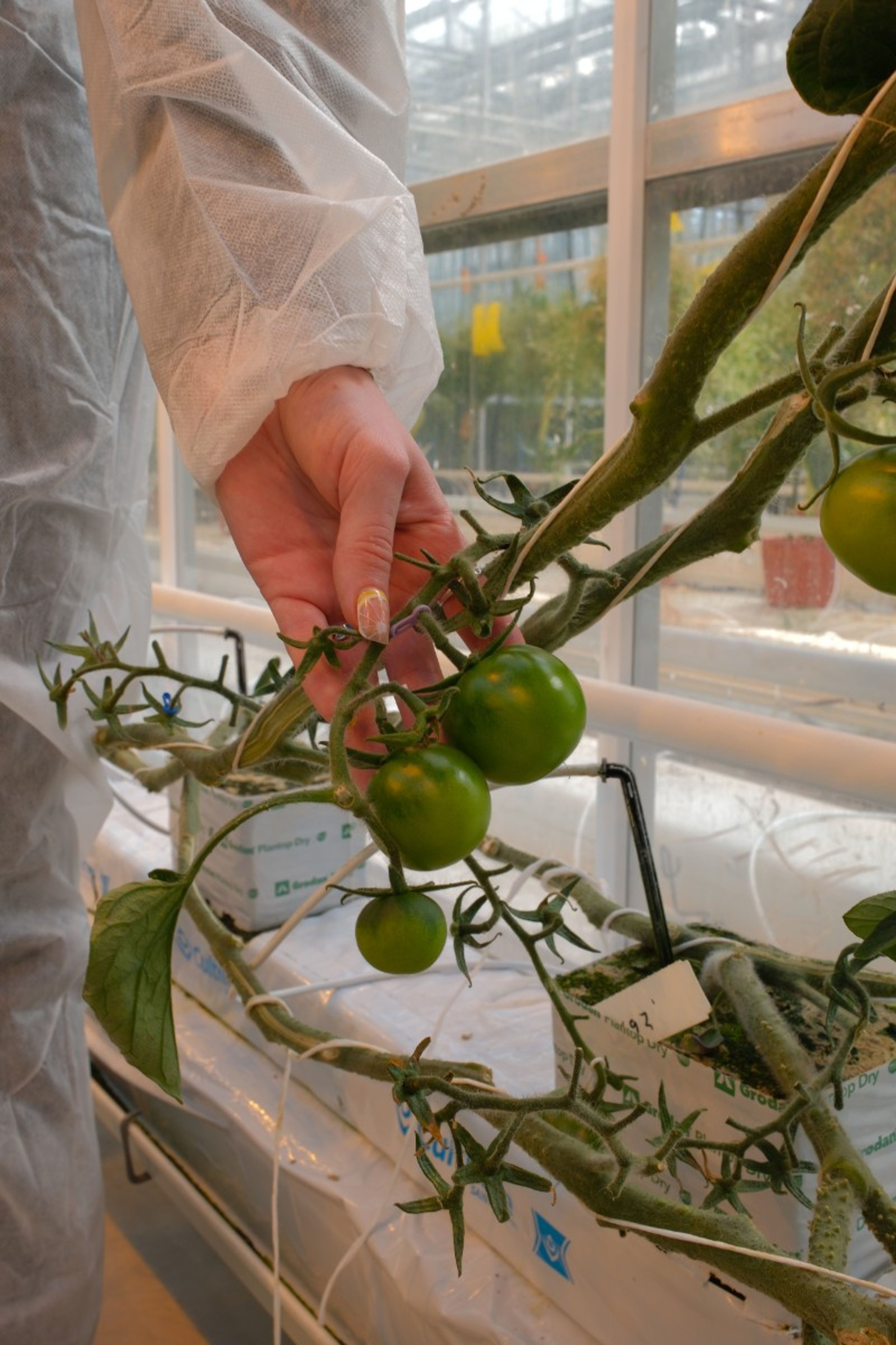 Juste Verschuren Syngenta -5