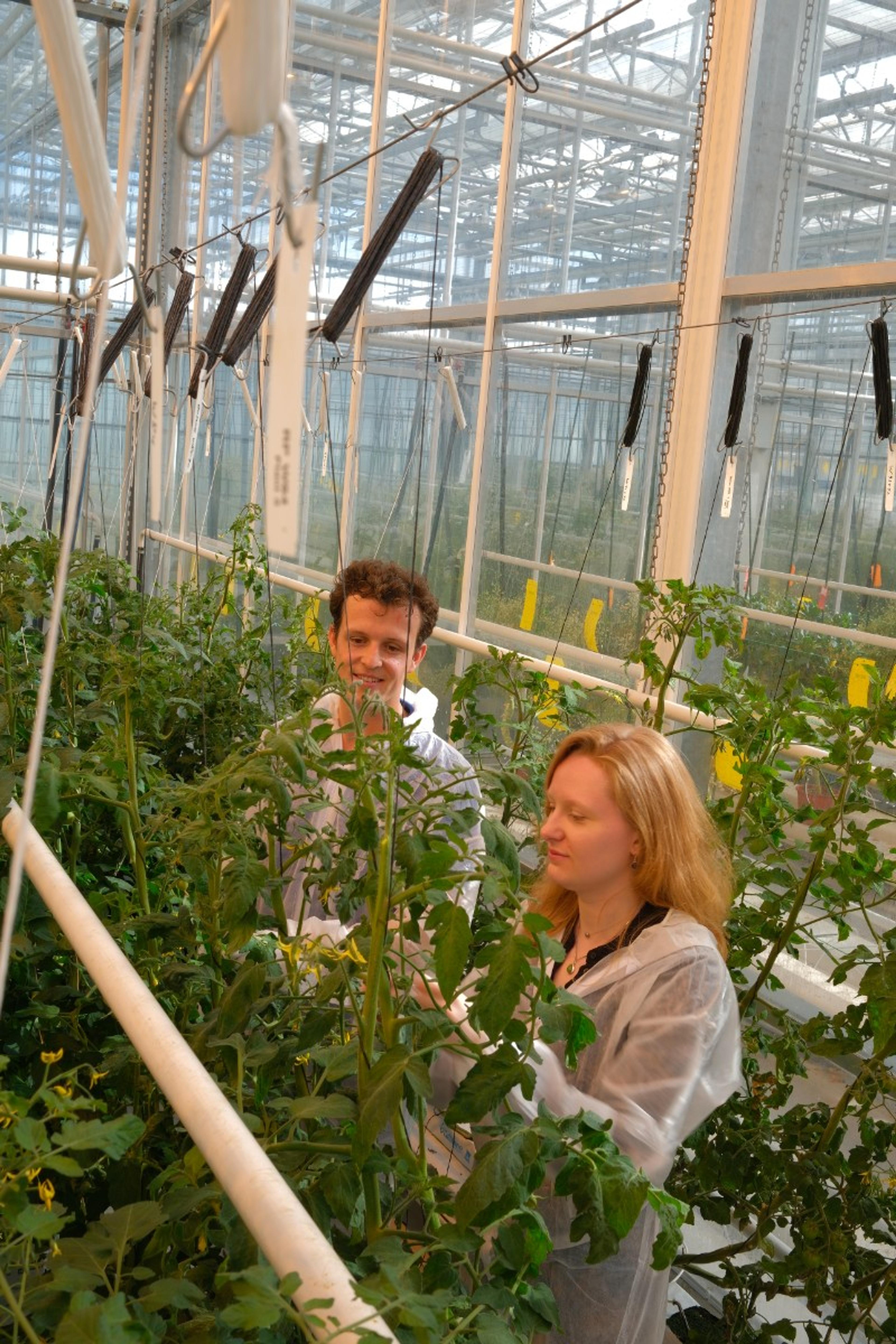 Mathijs - Syngenta - foto 3