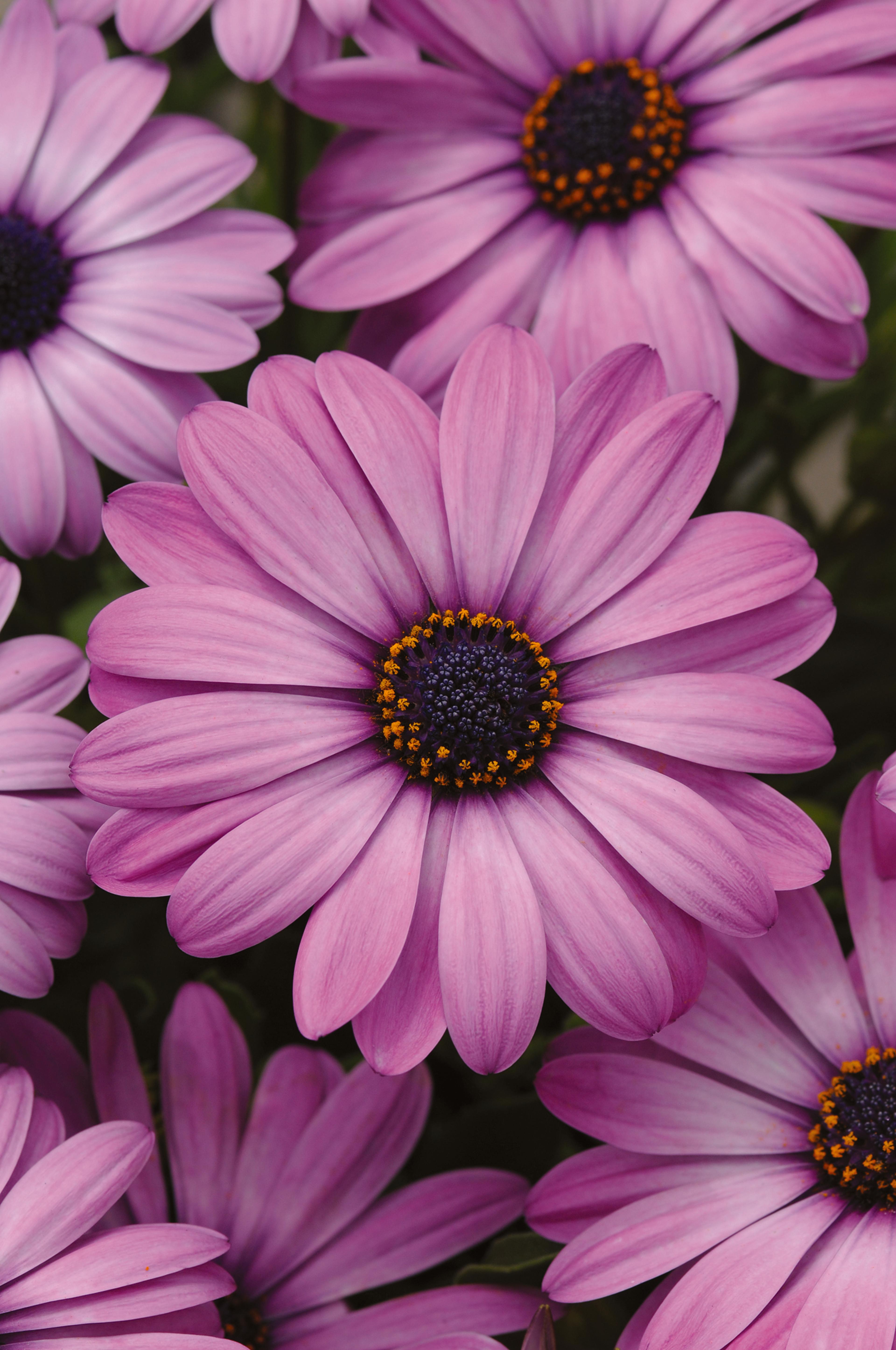 PanAmerican Header 1.2