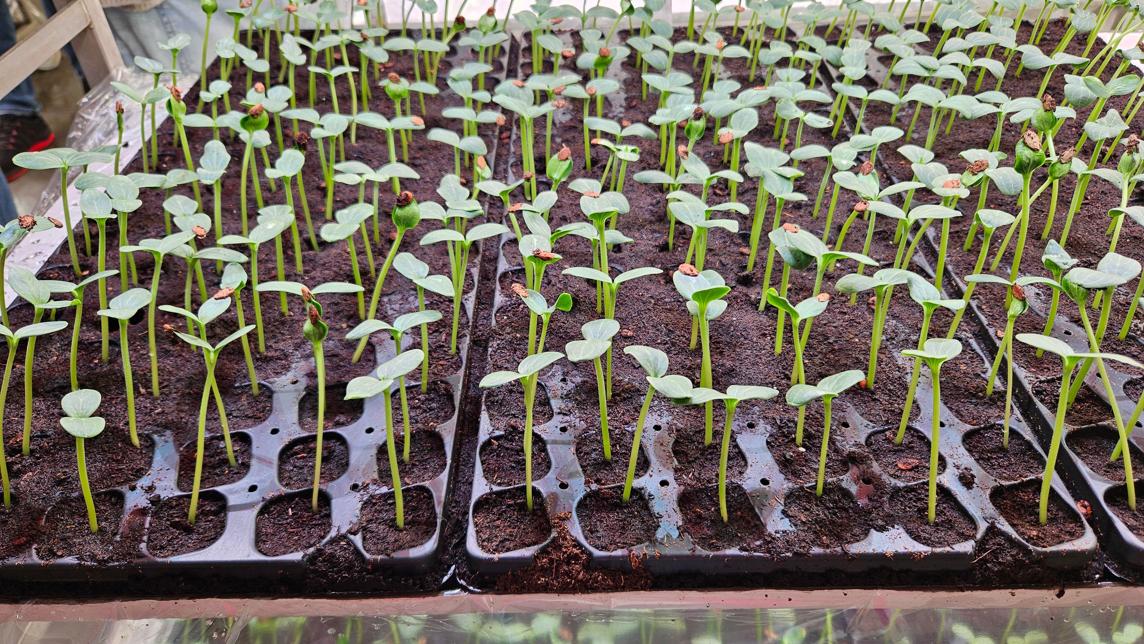 Solliciteren Seed Valley