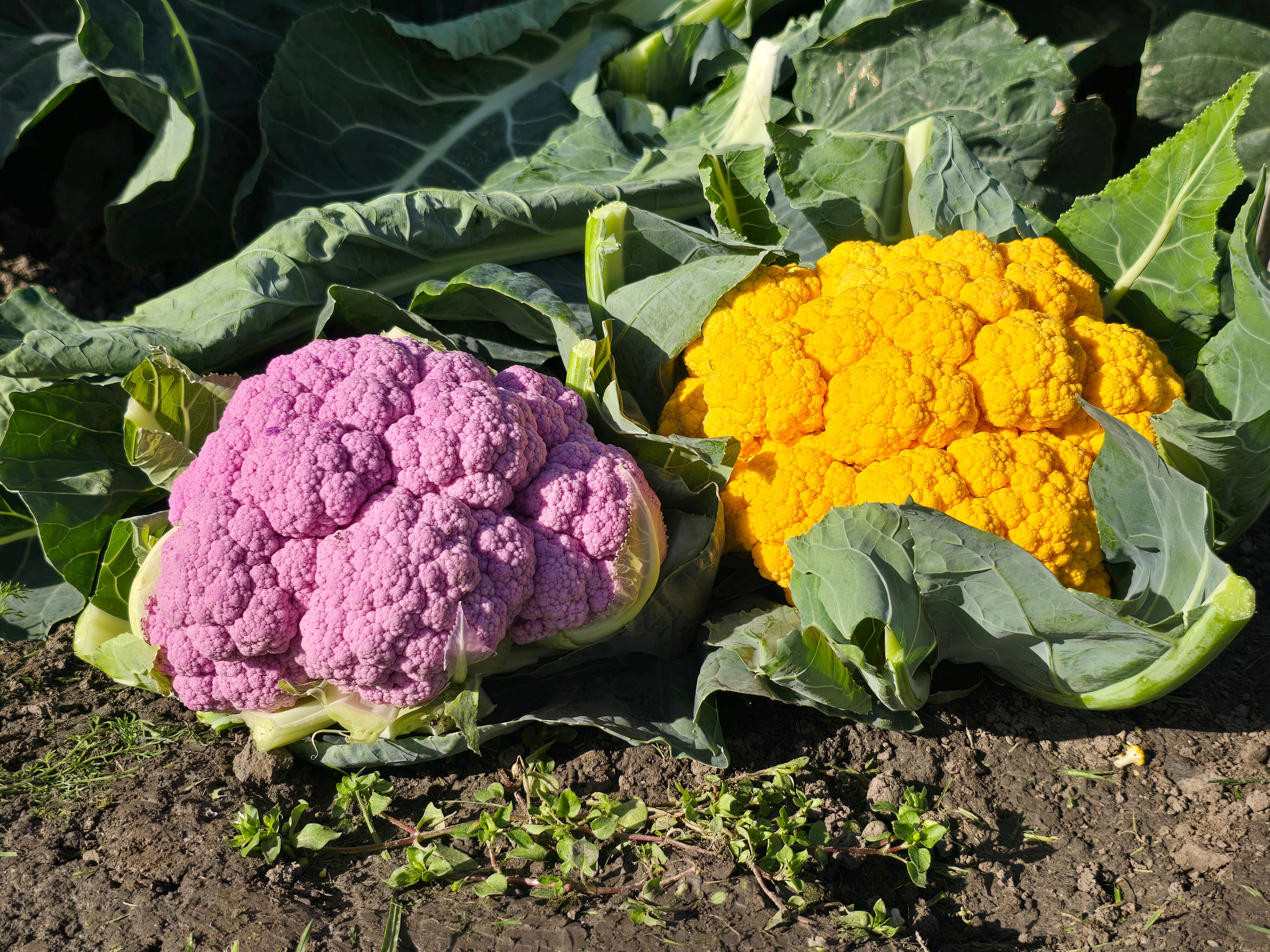 The global centre of plant breeding and seed technology