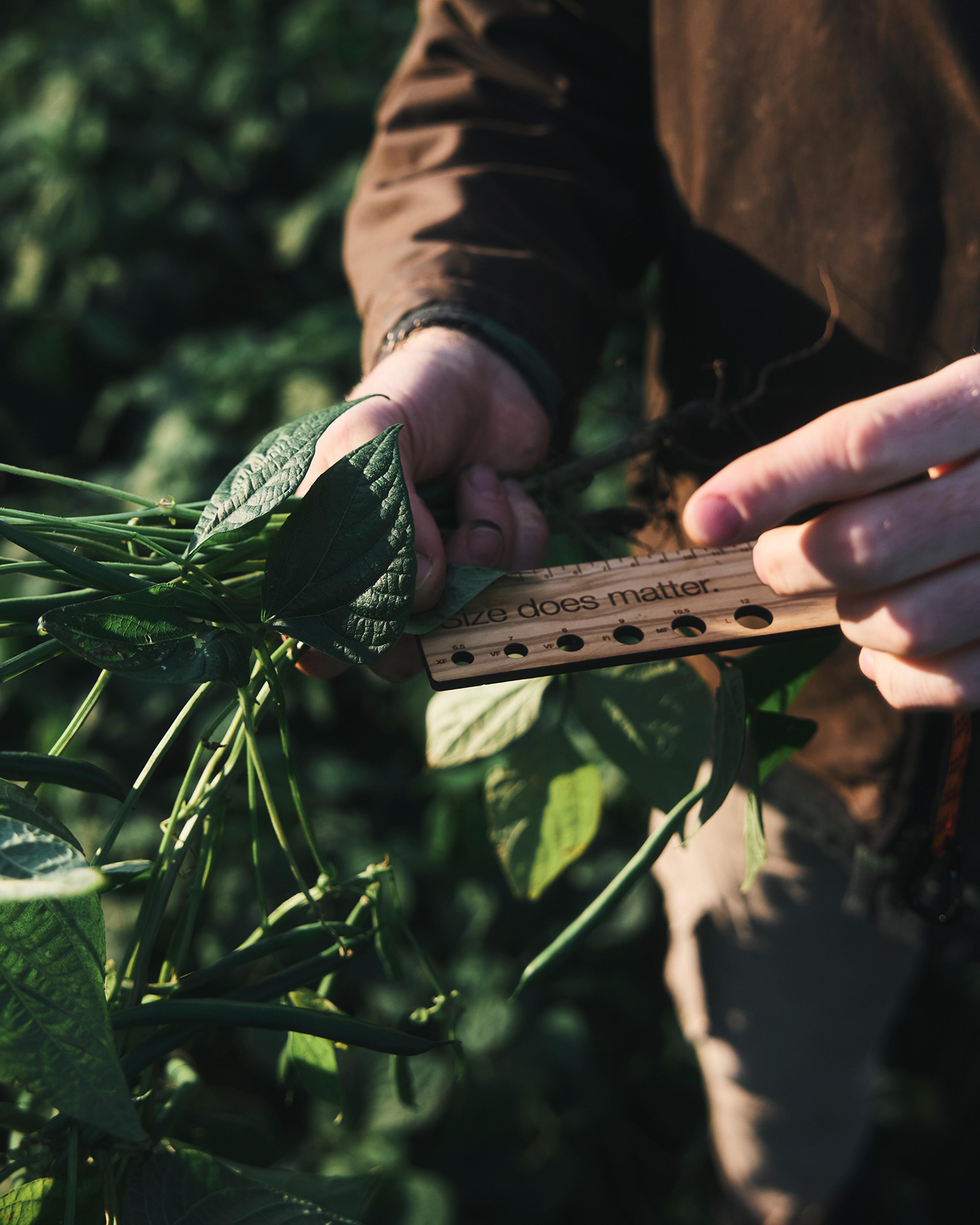 KWS Vegetables