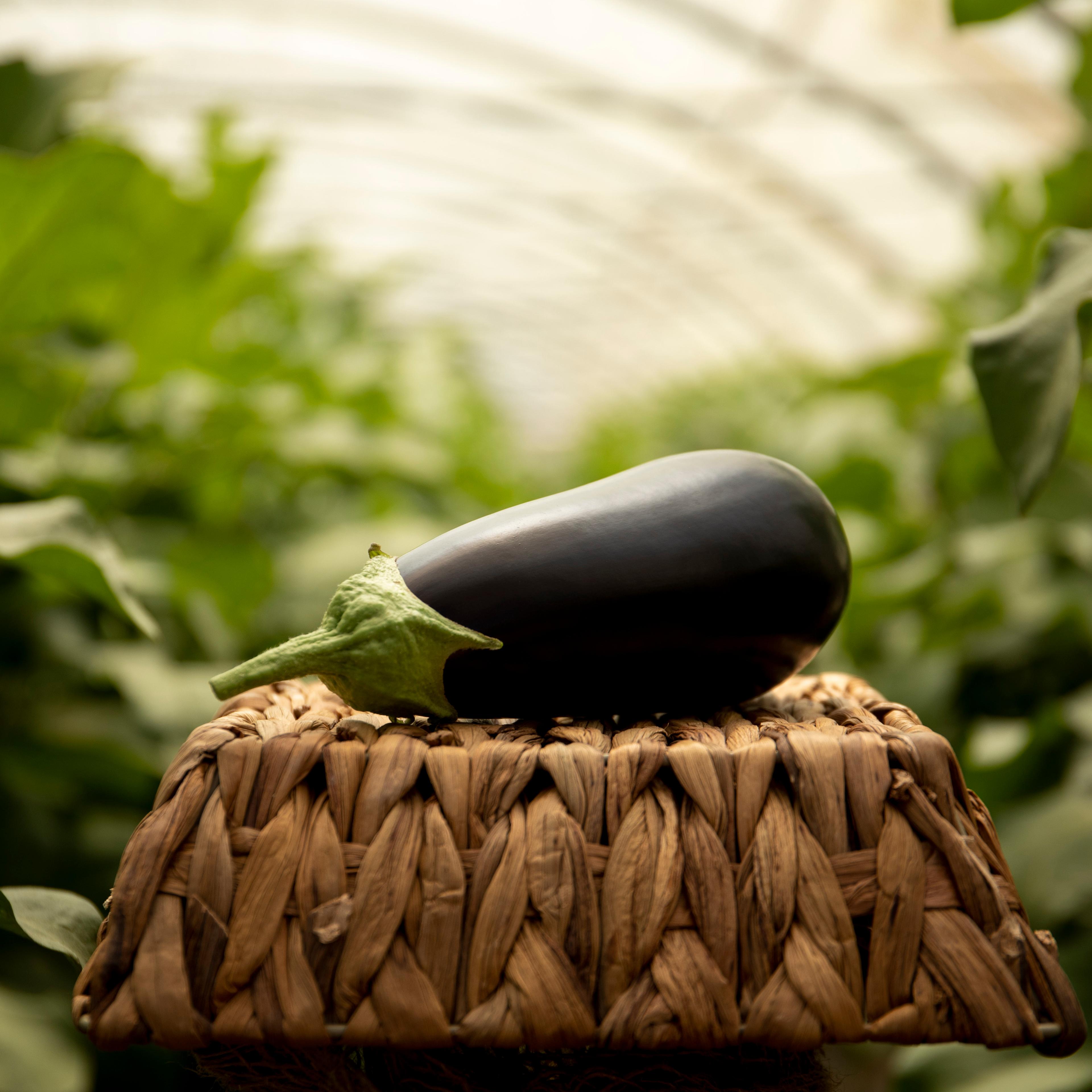 Aubergine Bakker Brothers