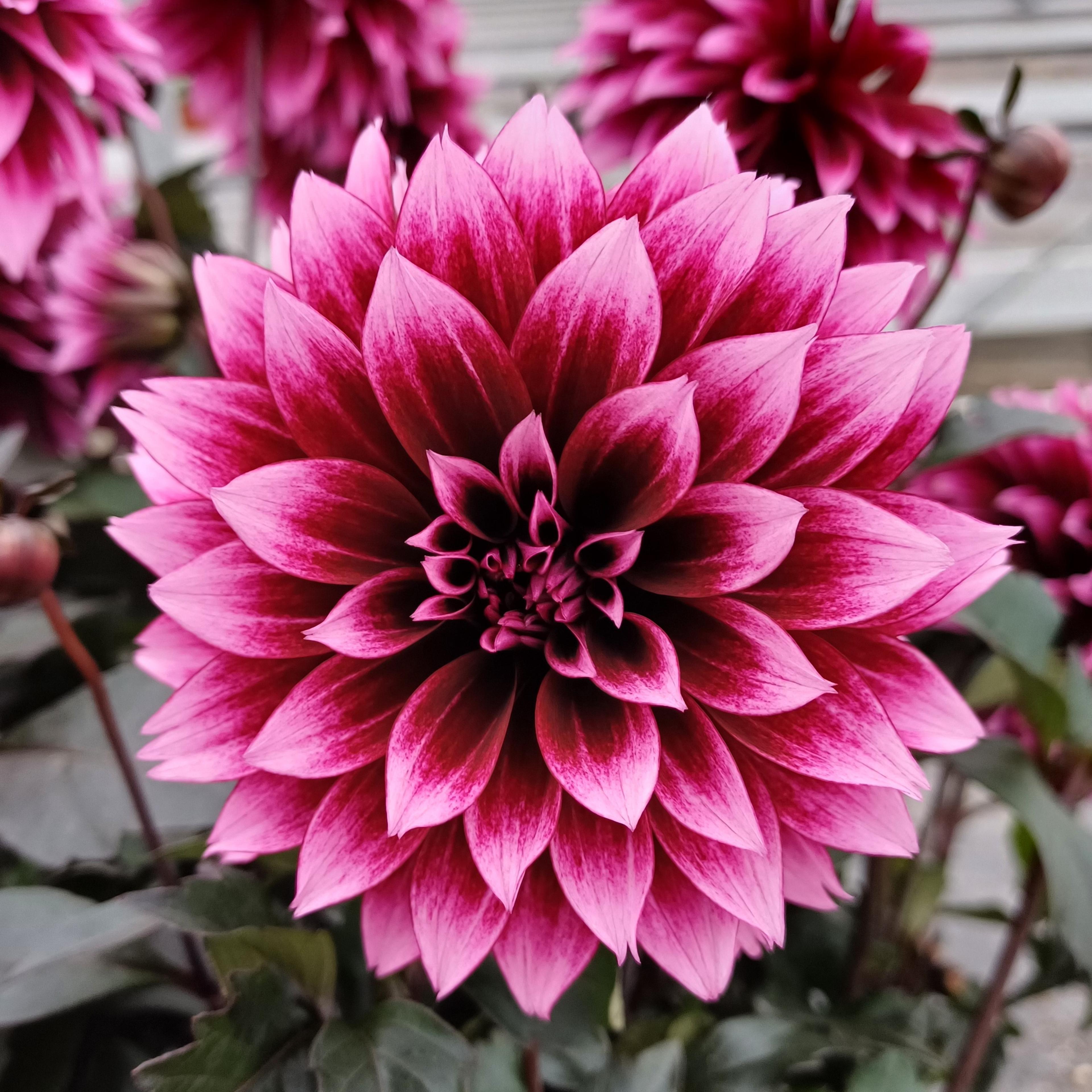 Dahlia PanAmerican Seed
