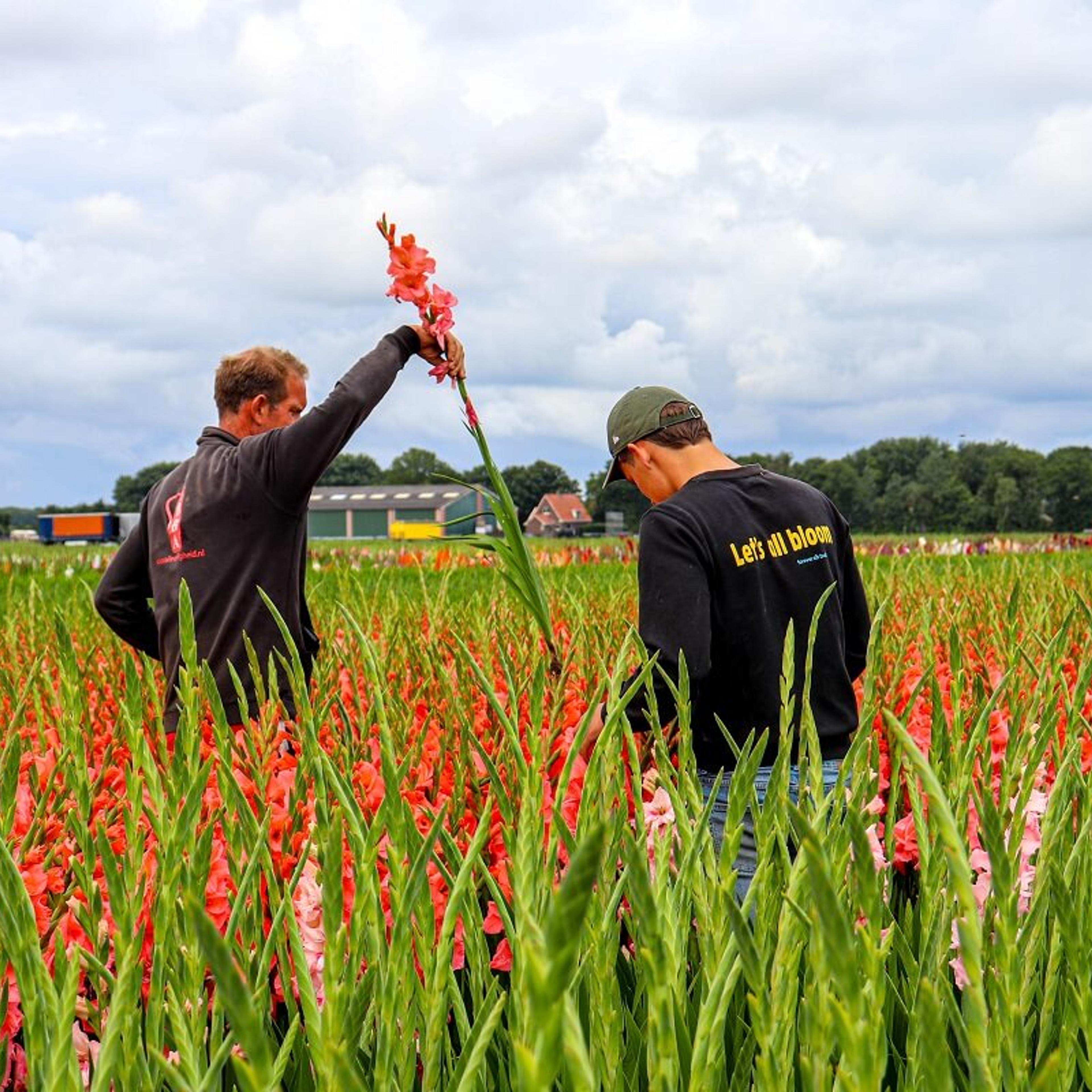 Forever Bulbs 150 rassen