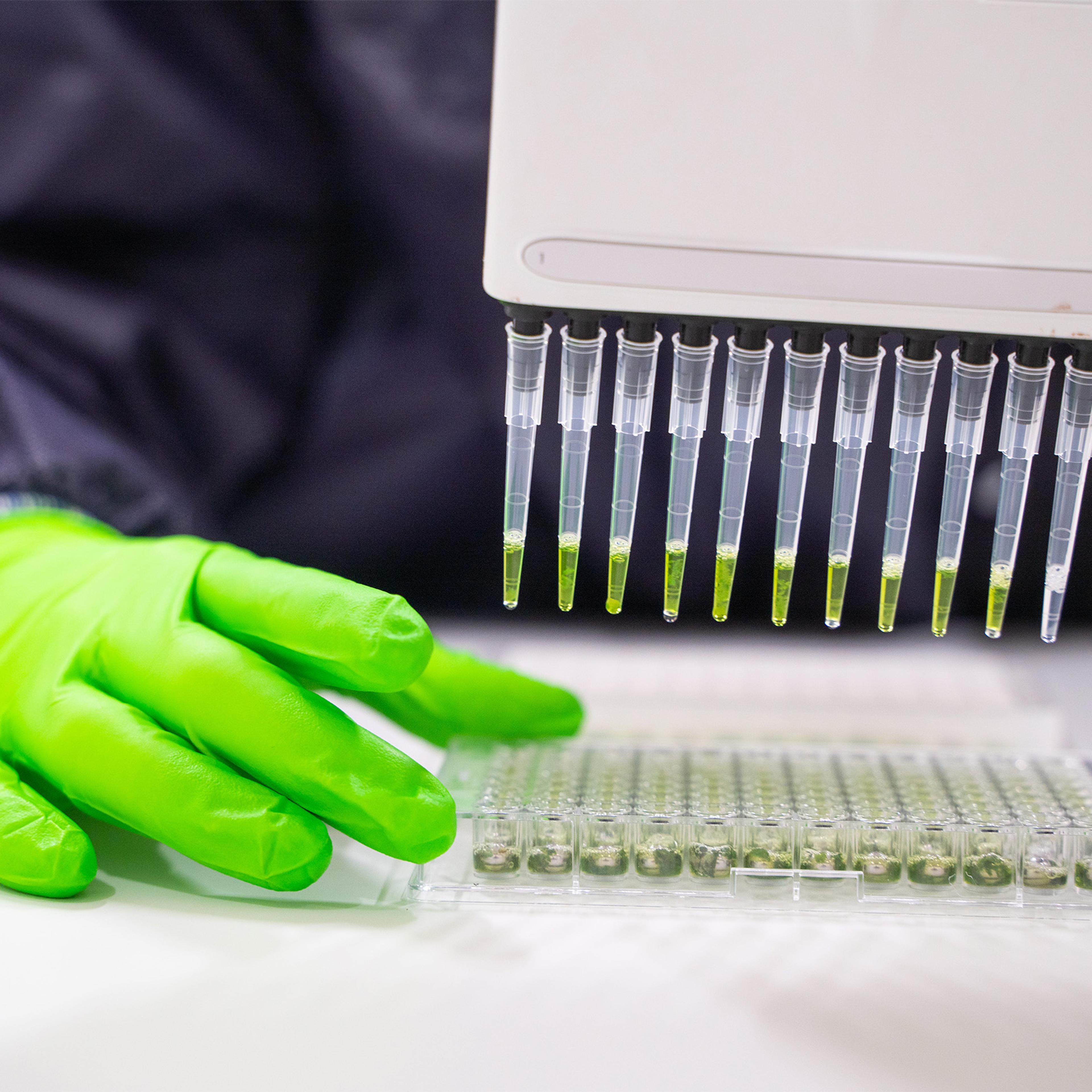 lab
