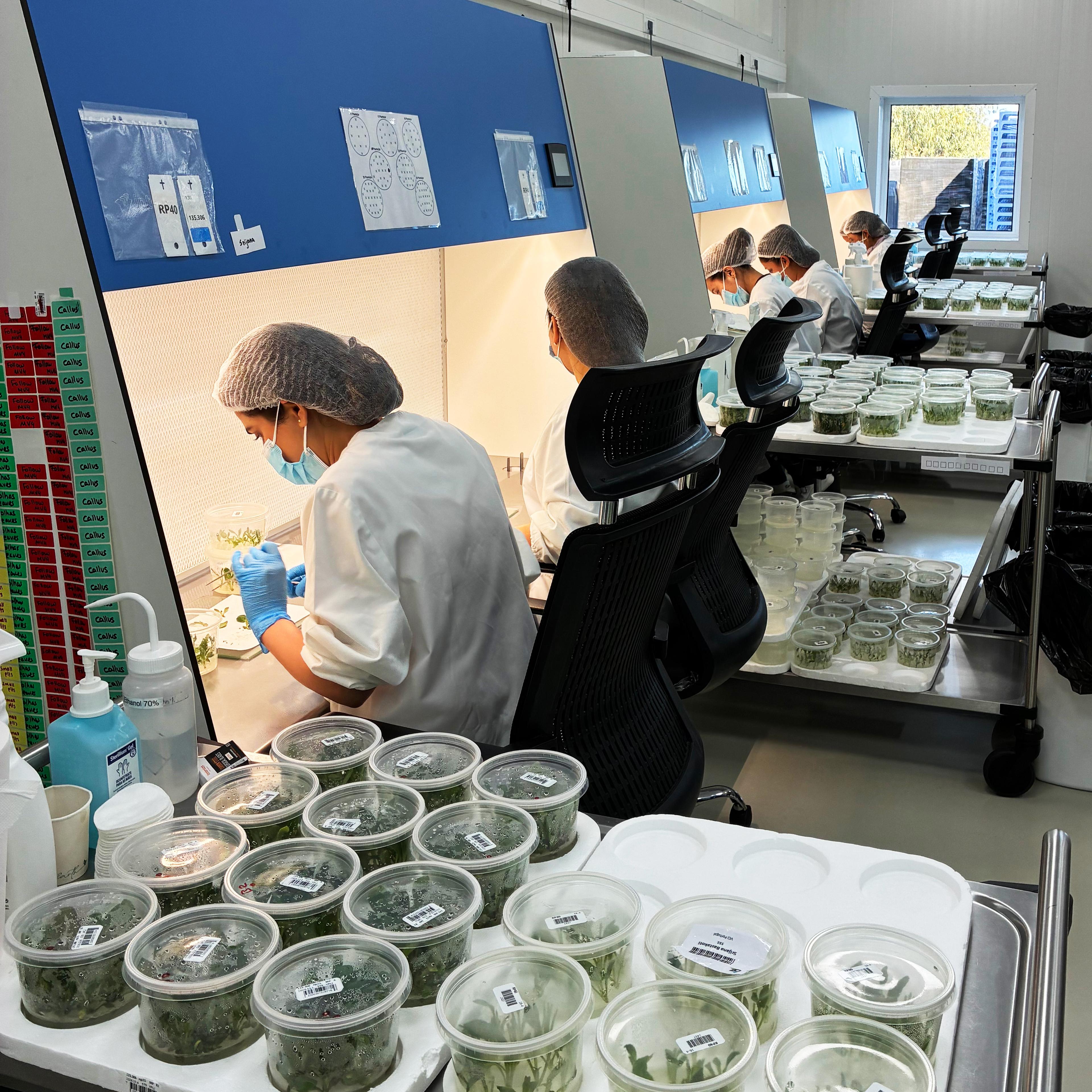 Lab Florensis