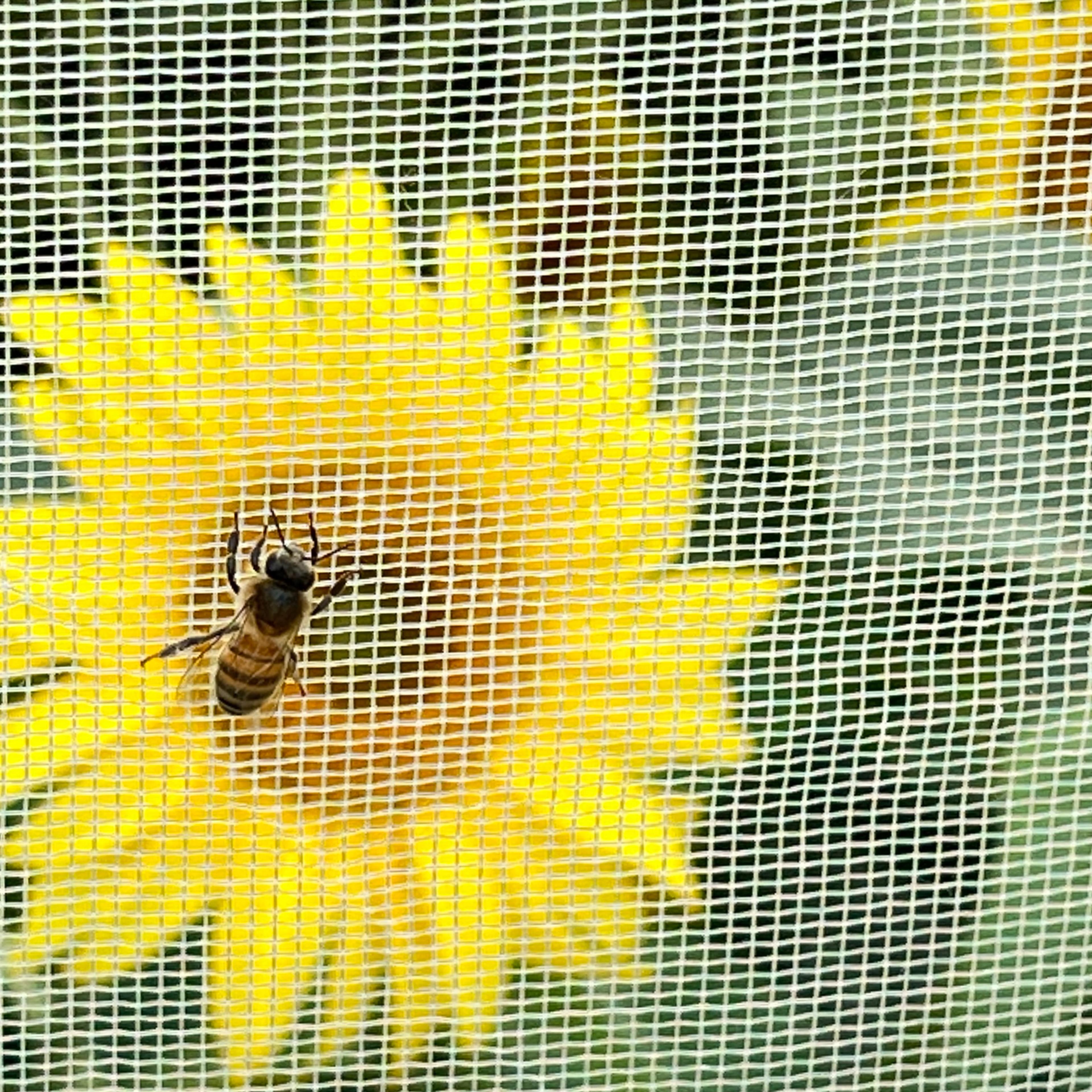 Panamerican zonnebloem