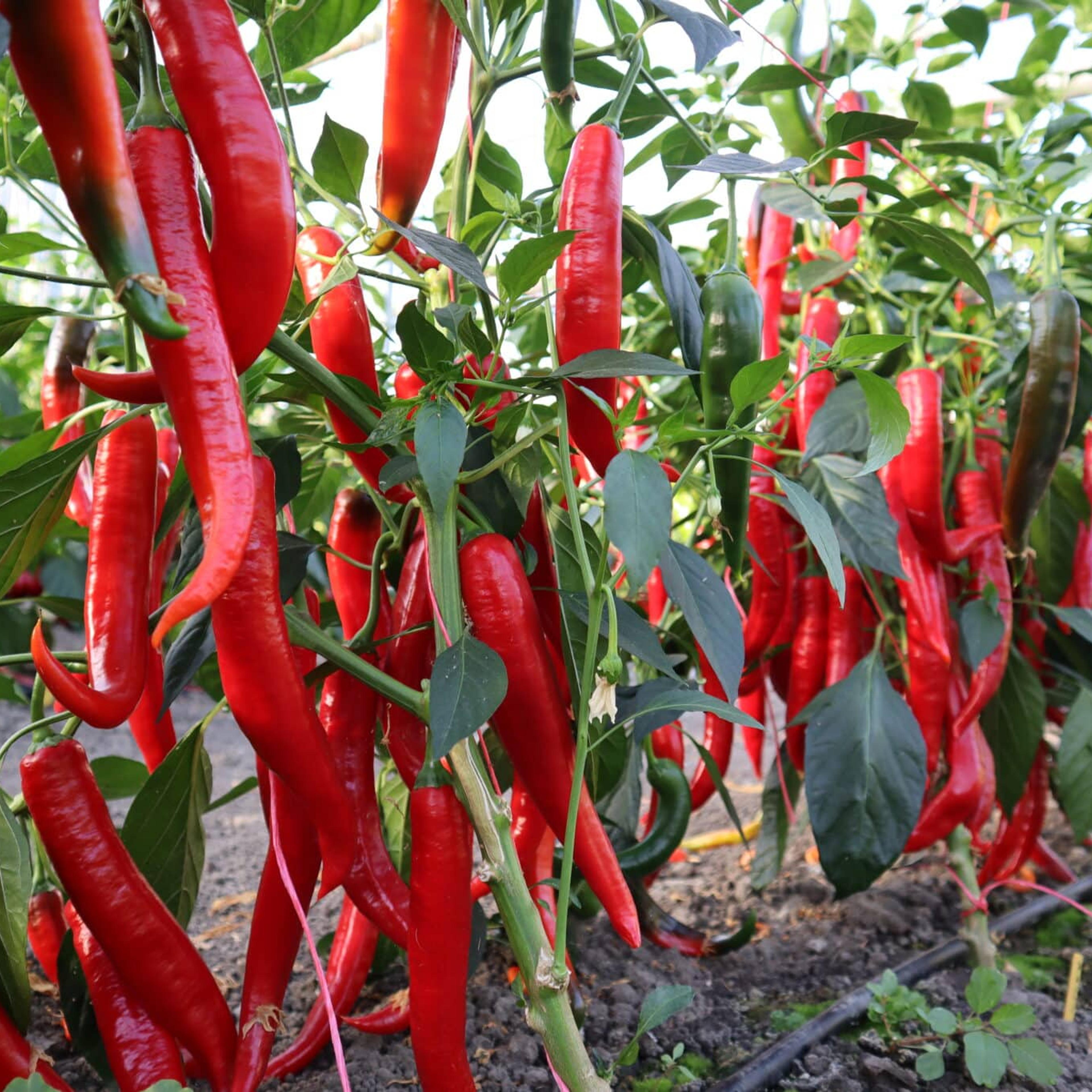 Special trait 4 Pepers Ergon