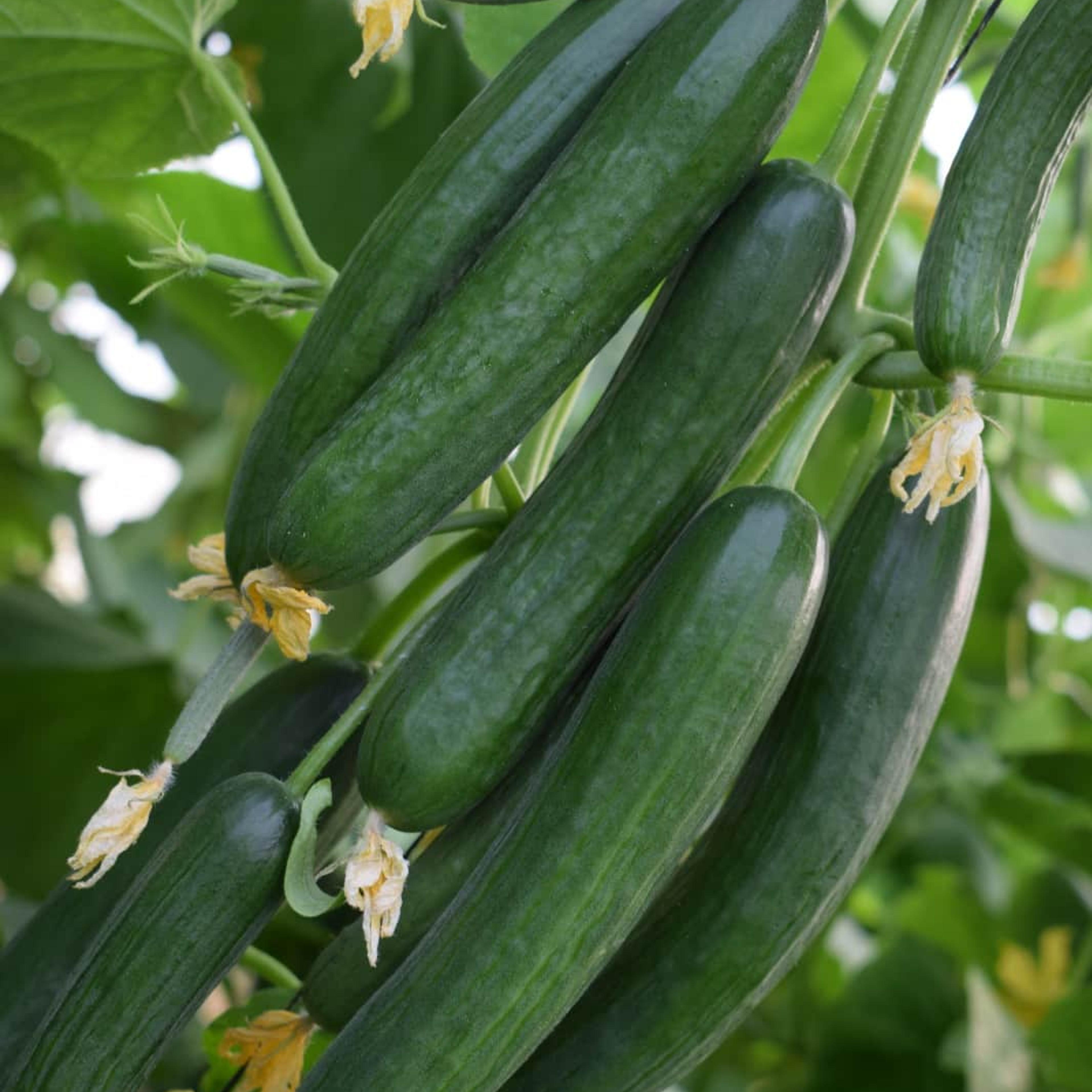 Special trait 2 Resistant mini cucumbers Ergon
