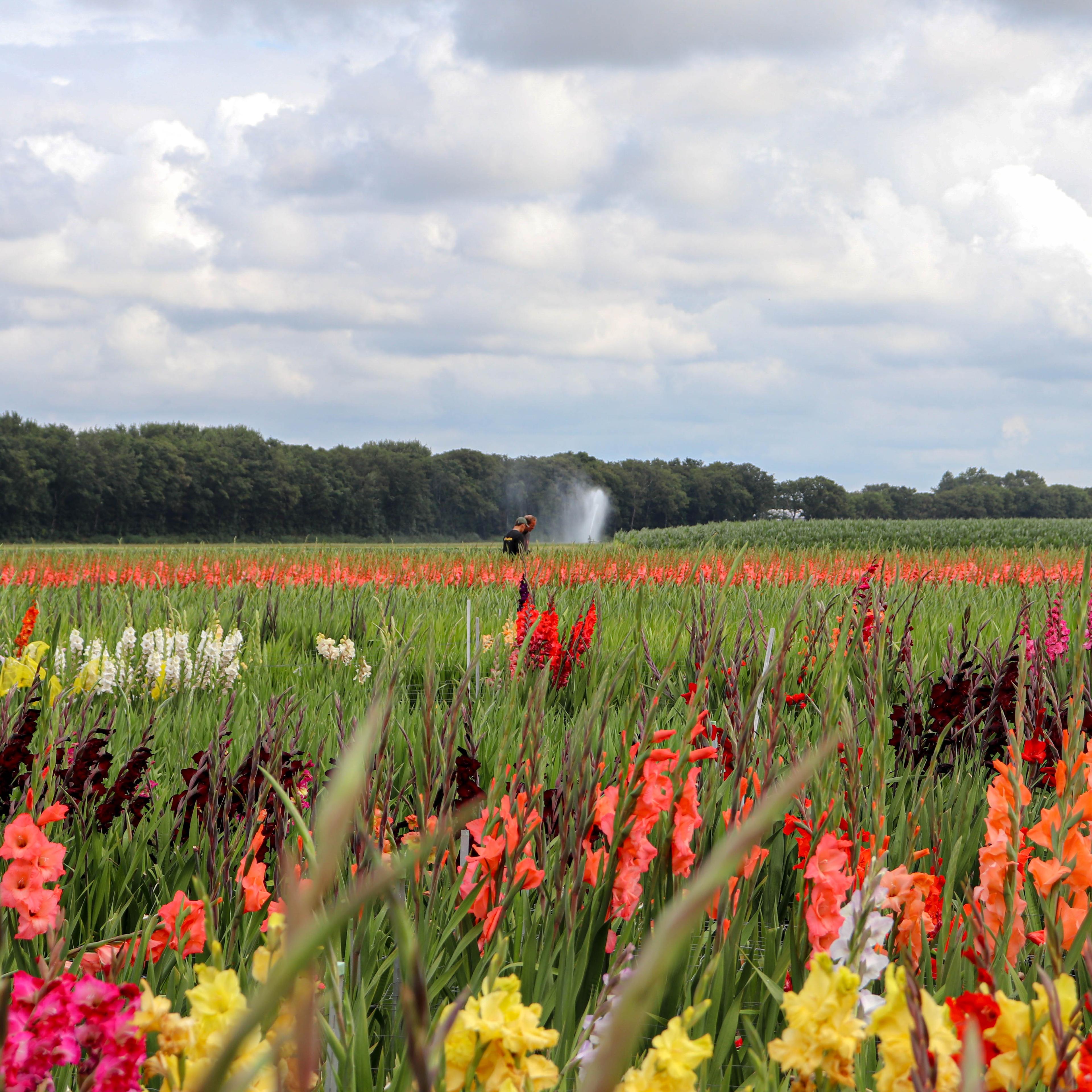 Special Trait Forever Bulbs 2