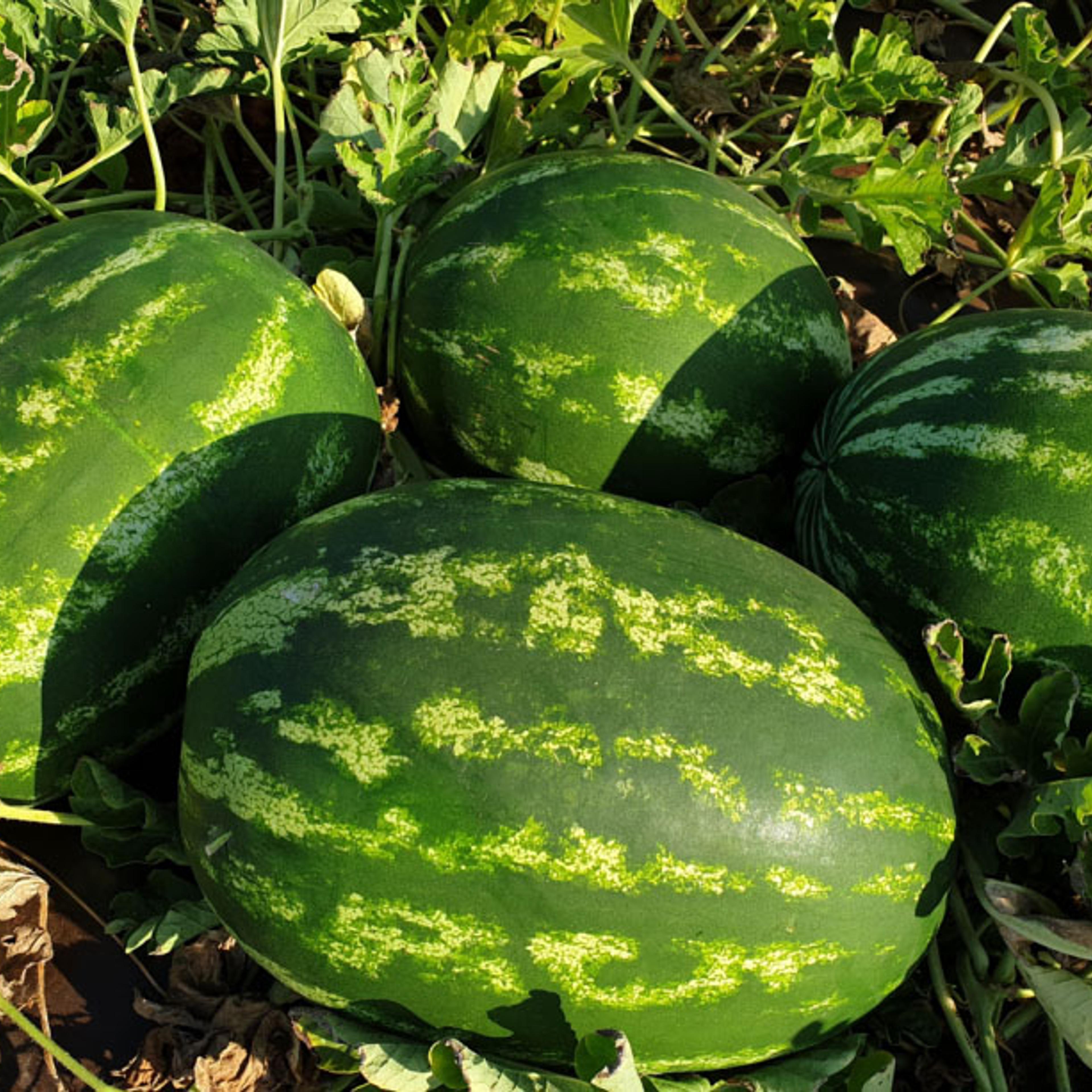 Special trait 1 Watermelons Ergon