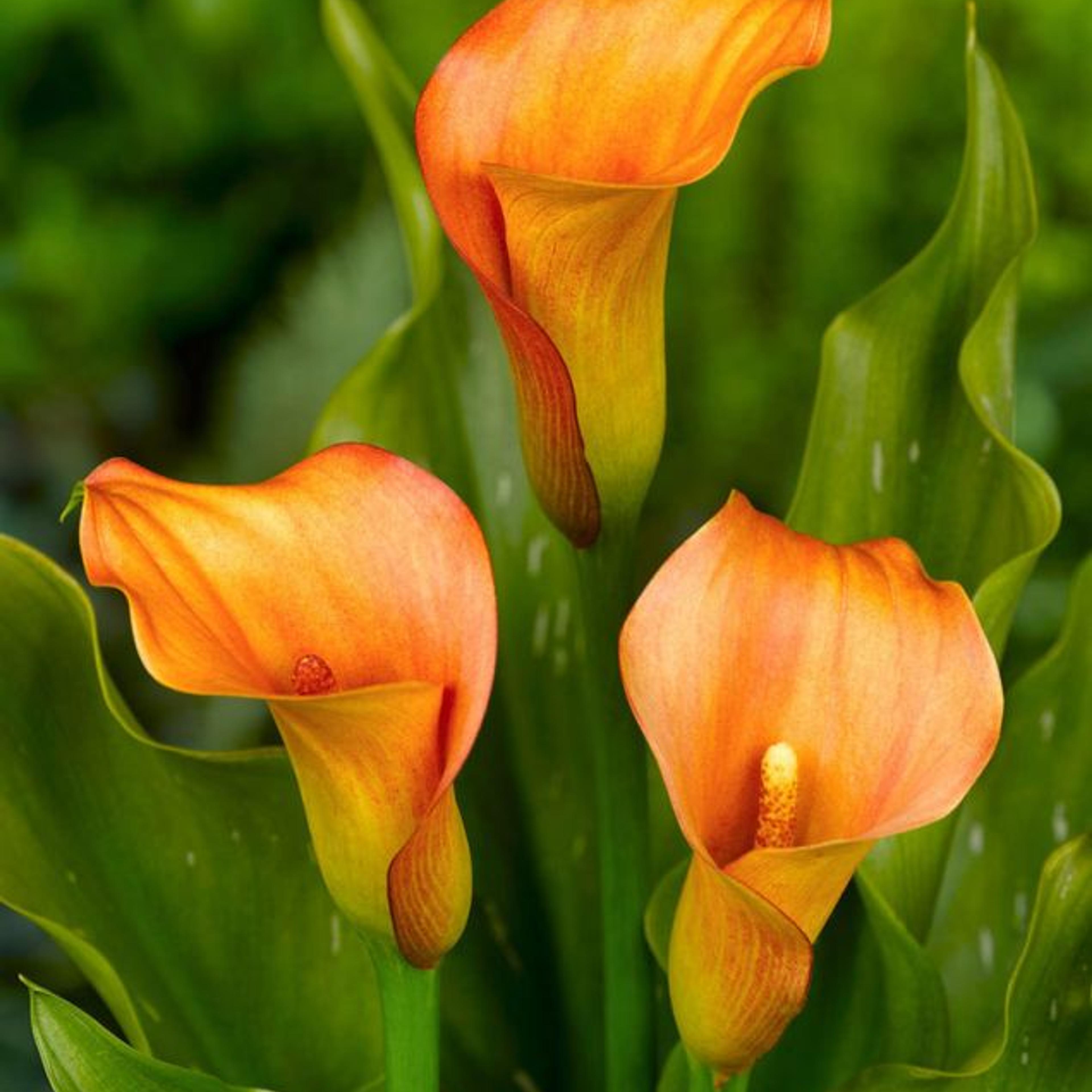 Zantedeschia_Orange_Beauty